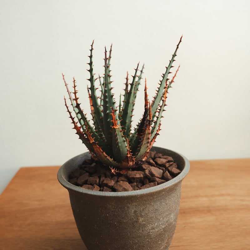 アロエ・ブローミー 実生 × 陶器鉢 | MERAKI