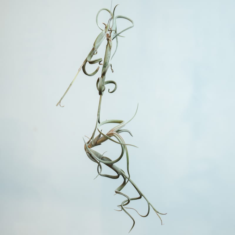チランジア・インターメディア（Tillandsia intermedia）_003 | MERAKI