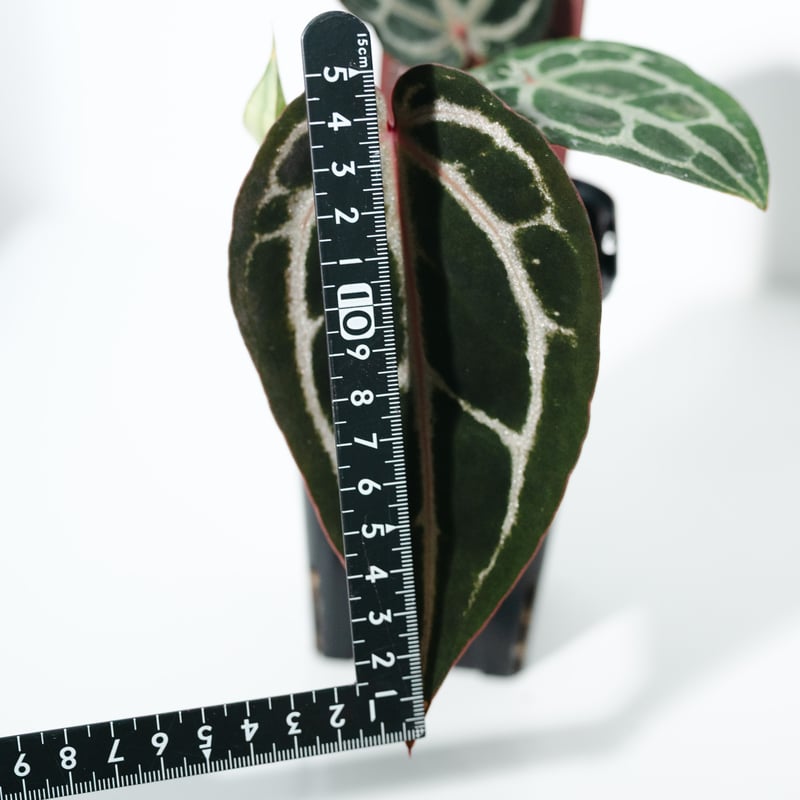 アンスリウム・ミシェル（Anthurium 'Michelle'） _250511A | ME