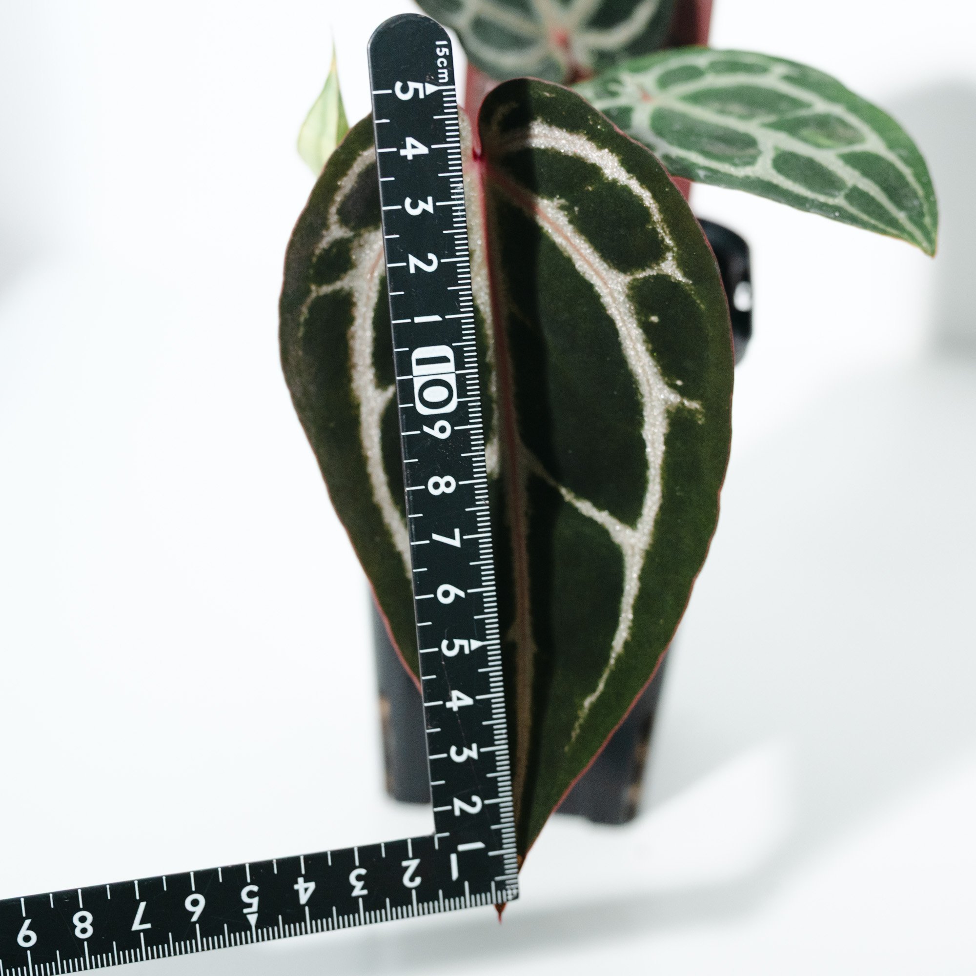 アンスリウム・ミシェル（Anthurium 'Michelle'） _250511A | ME