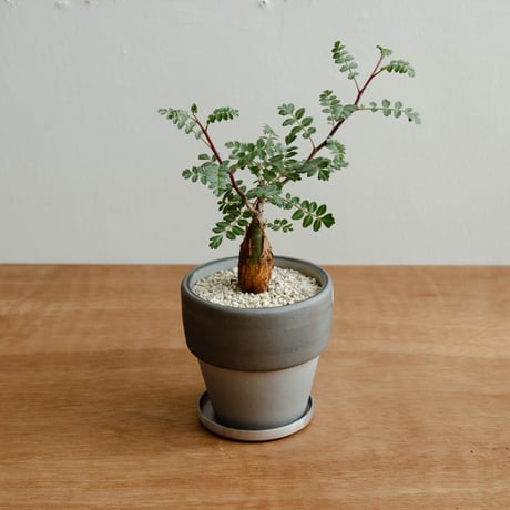 パキコルムスディスカラー/象の木　陶器鉢付き パキコルムス：ディスカラー（象の木） 3.5号鉢植え の通販