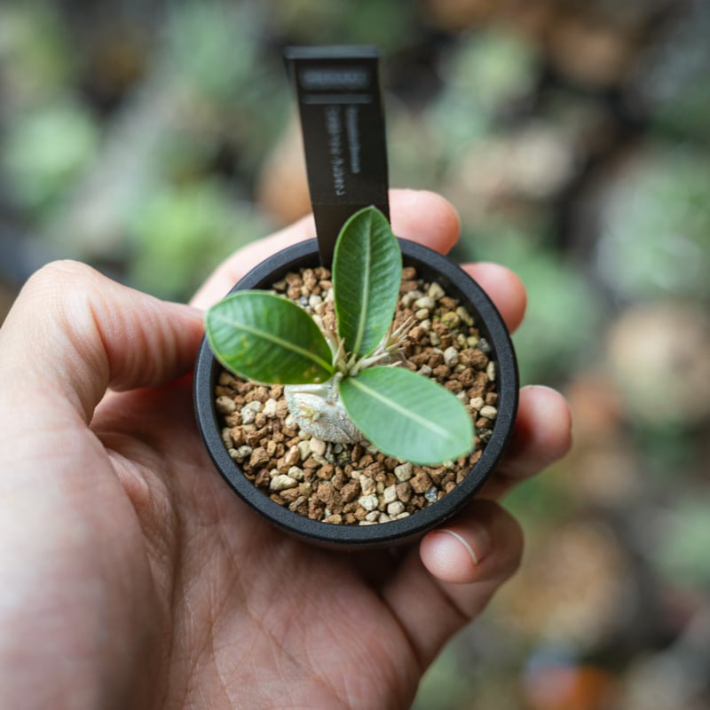 パキポディウム・ブレビカウレ恵比寿笑い（Pachypodium brevicaule