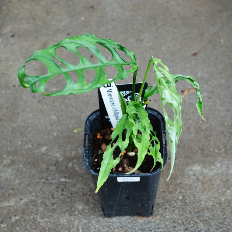 モンステラ・オブリクア・ペルー（Monstera obliqua 'Peru'）_250511