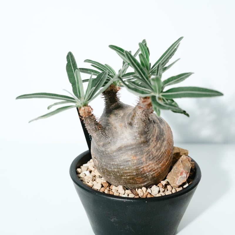 パキポディウム・グラキリス(Pachypodium gracilius)_250428 パキポディウム・グラキリス(Pachypodium gracilius)_250428