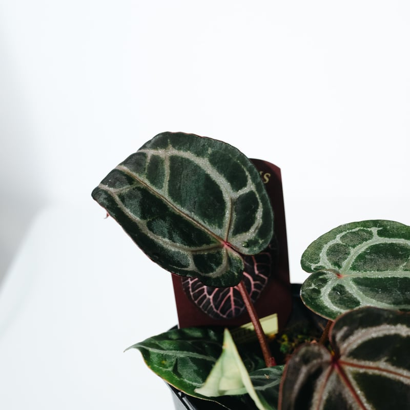 アンスリウム　ミシェル アンスリウム・ミシェル（Anthurium Michelle）とは？育て方と購入方法