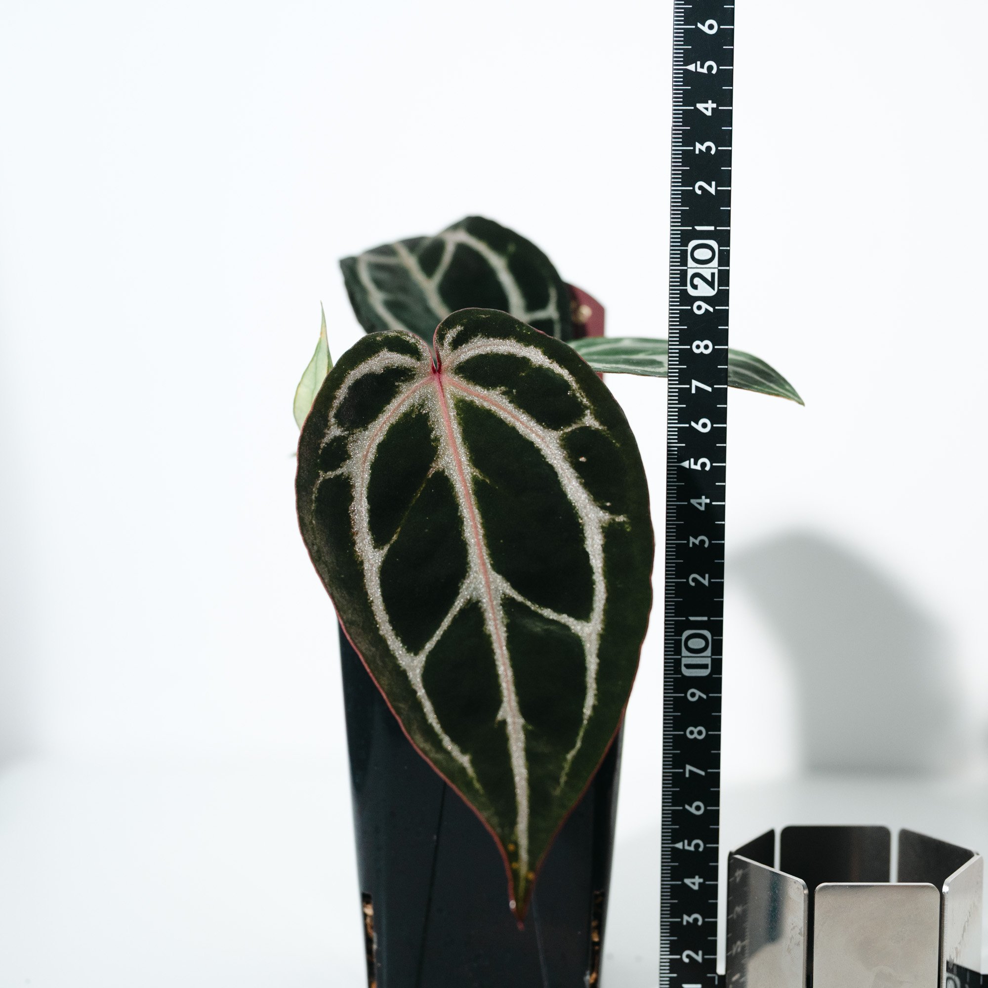 アンスリウム・ミシェル（Anthurium 'Michelle'） _250511A | ME