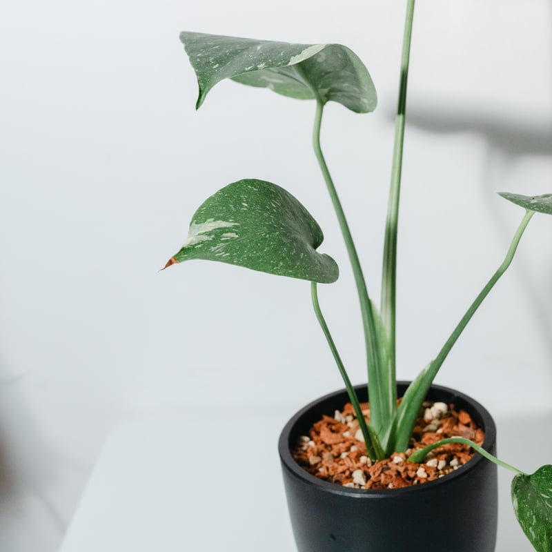 モンステラ・タイコンステレーション（Monstera deliciosa 'Thai Cons