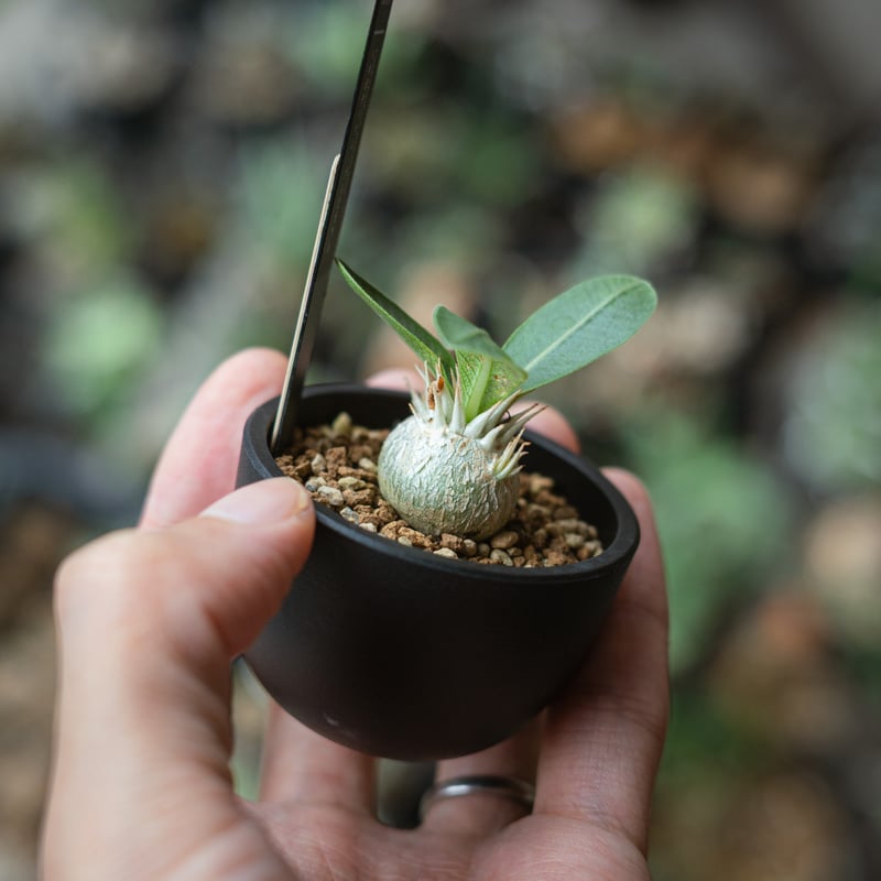 実生Pachypodium brevicaule恵比寿笑い 4本セット 実生Pachypodium brevicaule恵比寿笑い 4本セット ちび恵比寿笑い