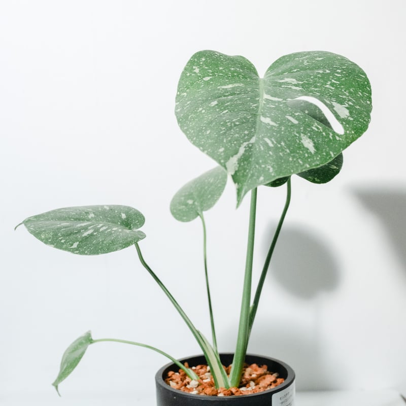 モンステラ・タイコンステレーション（Monstera deliciosa 'Thai Cons