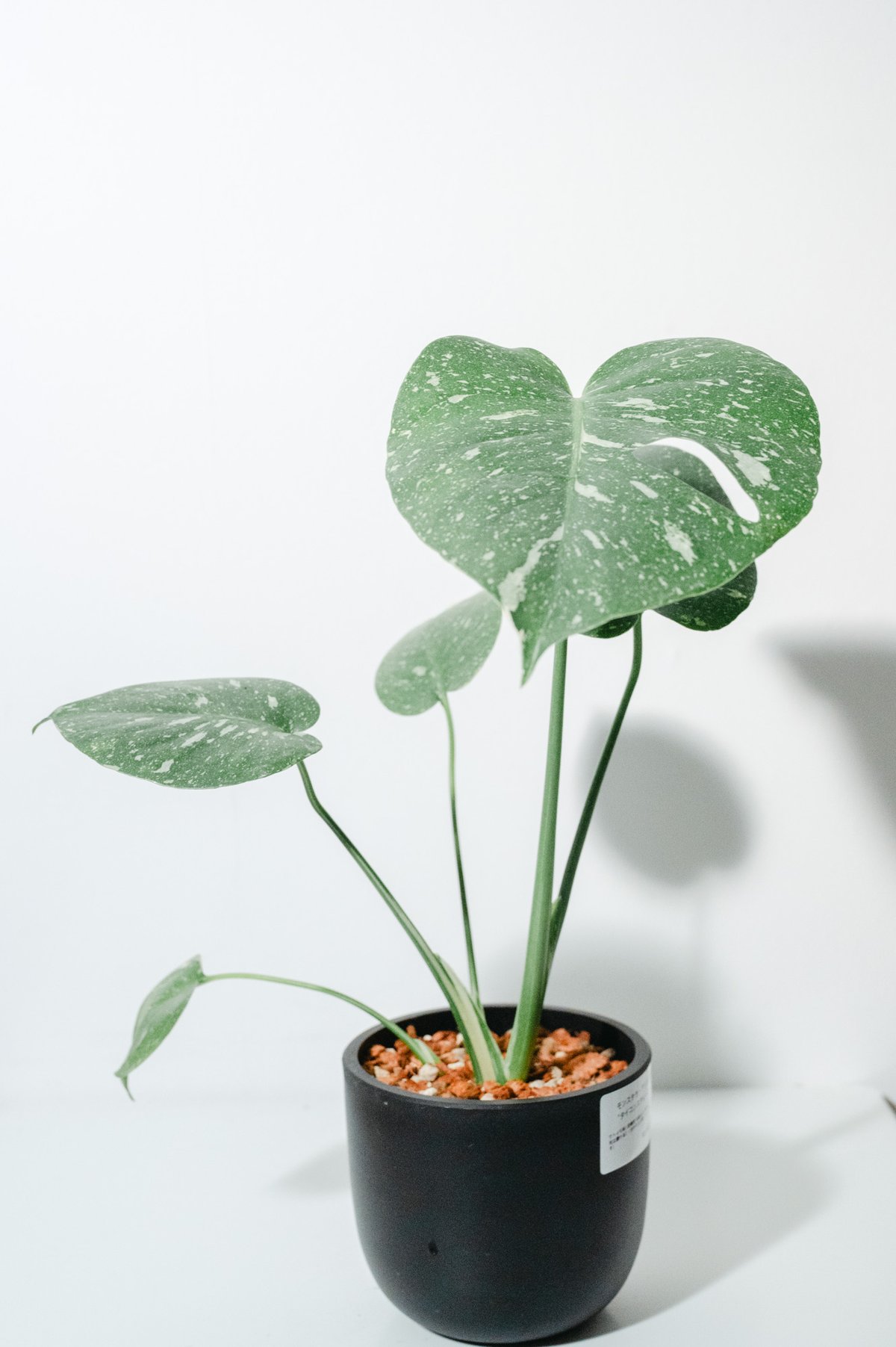 モンステラ タイコンステレーション（Thai Constellation） モンステラ・タイコンステレーション（Monstera deliciosa 'Thai Cons