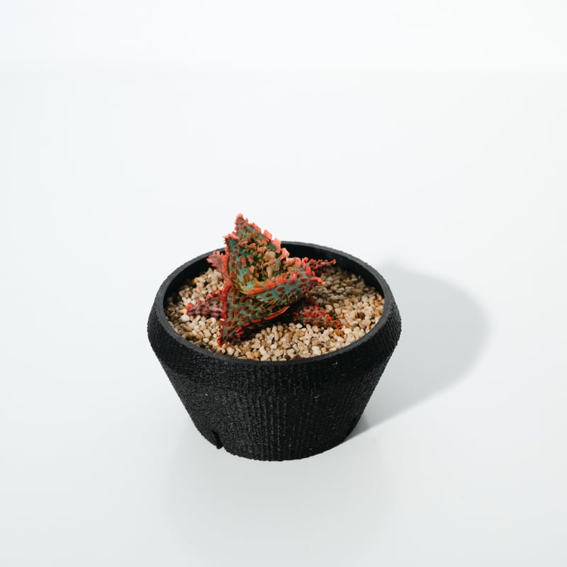 アロエ・ハイブリッド（Aloe hybrid）_250511 | MERAKI