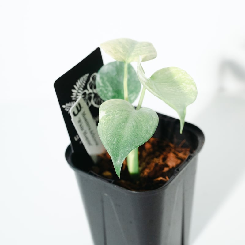 モンステラ・デリシオーサ・ホワイトモンスター（Monstera
