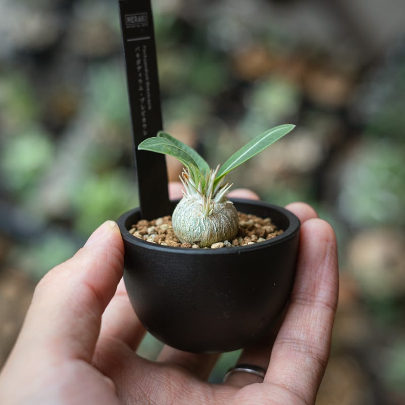 パキポディウム・ブレビカウレ恵比寿笑い（Pachypodium brevicaule