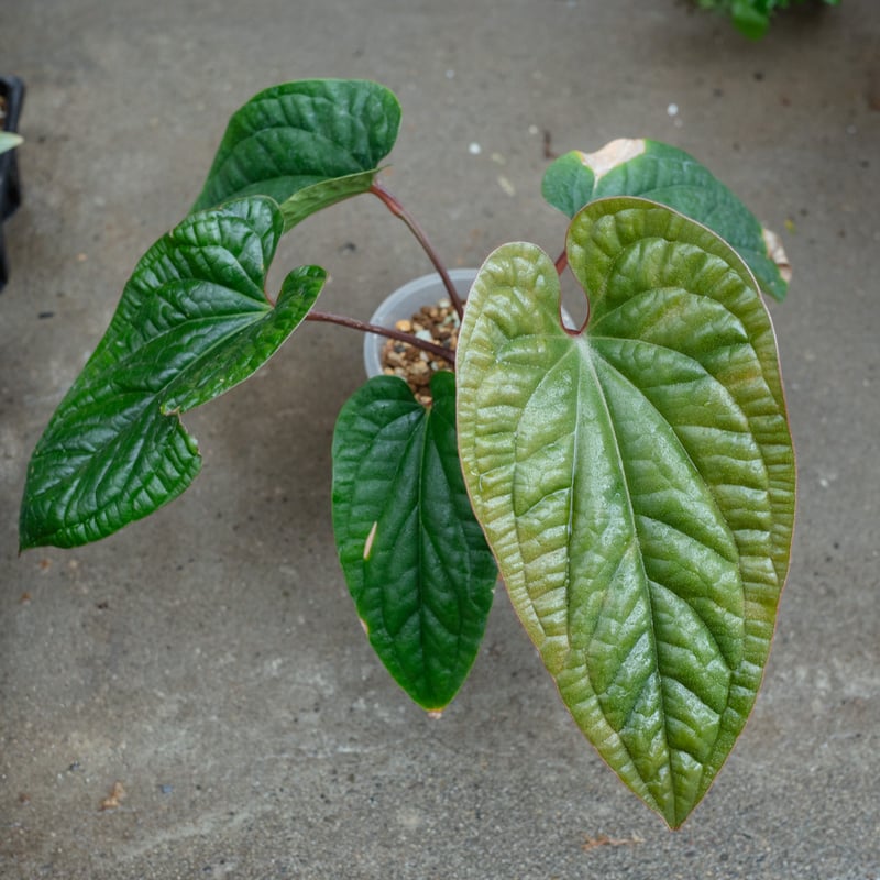 アンスリウム・シリ（Anthurium 'Siri'）_250601 | MERAKI