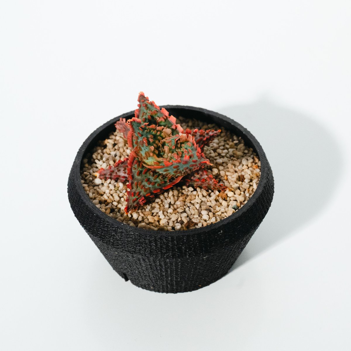 アロエ・ハイブリッド（Aloe hybrid）_250511 | MERAKI