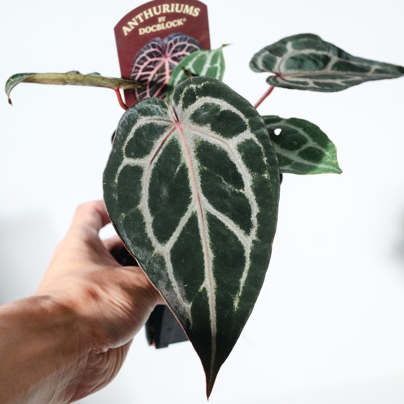 【希少】Anthurium 'Michelle' / アンスリウム・ミシェル⑥ 正規タグ】Anthurium 'Michelle' by DOC BLOCK⑭ / アンスリウム