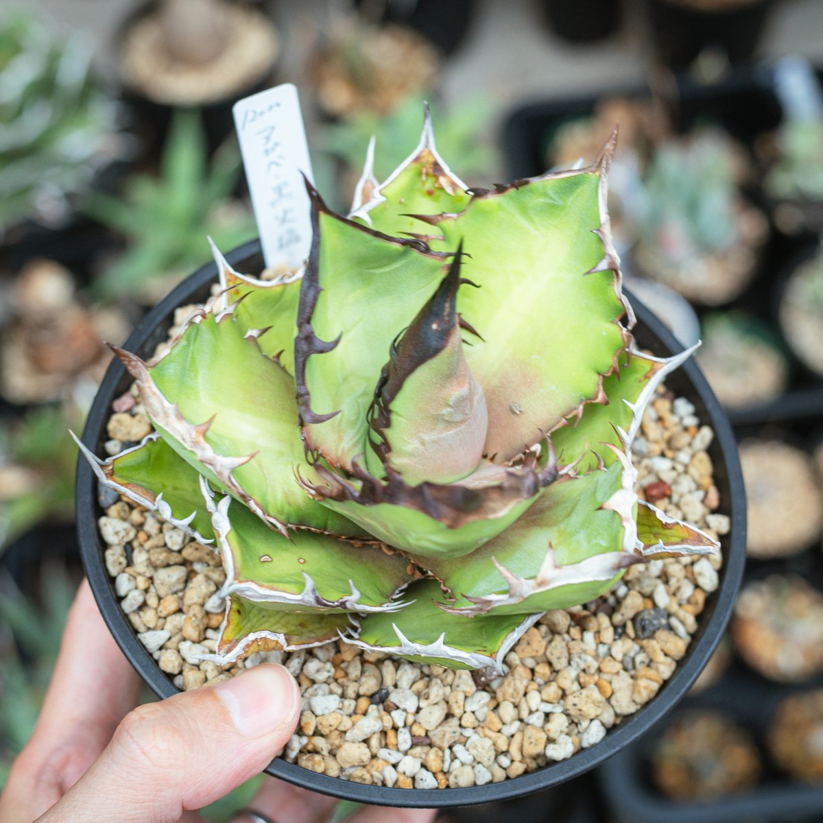 アガベ チタノタ ブラックファイヤー黒火炎（Agave titanota