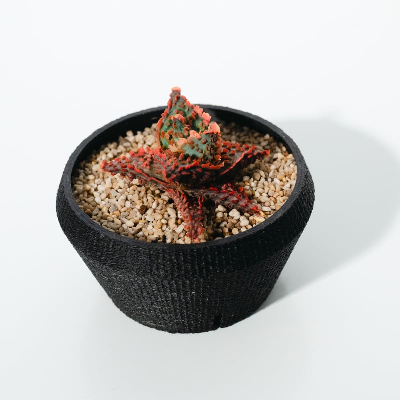 アロエ・ハイブリッド（Aloe hybrid）_250511 | MERAKI