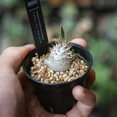 パキポディウム・品種不明(抜き苗) パキポディウム ホロンベンセ 抜き苗 多頭 美株