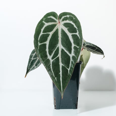 anthurium | STORES