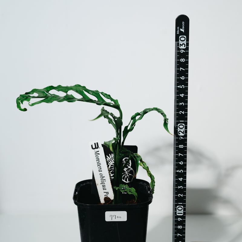 モンステラ・オブリクア・ペルー（Monstera obliqua 'Peru'）_250511