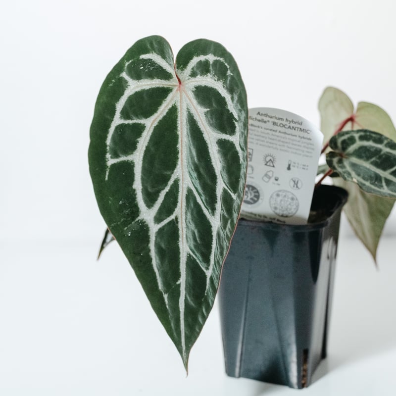 【正規タグ】Anthurium 'Michelle' / アンスリウム・ミシェル 正規タグ】Anthurium 'Michelle' by DOC BLOCK⑭ / アンスリウム