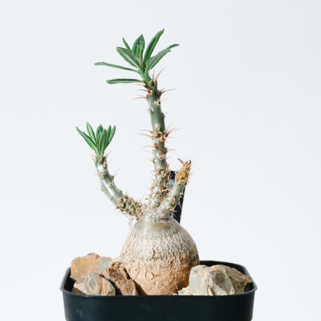 パキポディウムサキュレンタム | STORES 