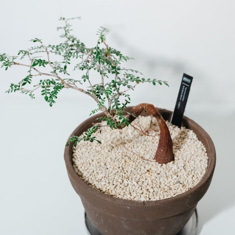 オペルクリカリア・パキプス（Operculicarya pachypus）実生株×陶器鉢_