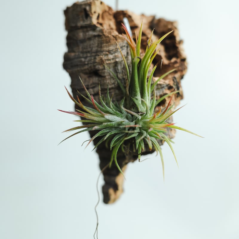 チランジア・イオナンタ・フエゴ（Tillandsia ionantha 'Fuego' '）コ