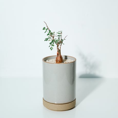 パキコルムス・ディスカラー 国内実生株 × HASAMI PORCELAIN
