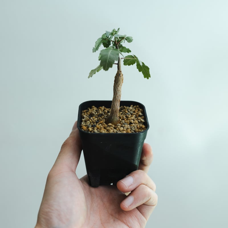 ブルセラ・ファガロイデス実生_250222 | MERAKI