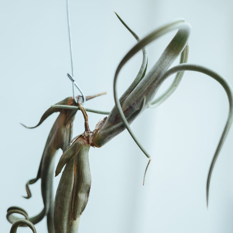 チランジア・インターメディア（Tillandsia intermedia）_003 | MERAKI