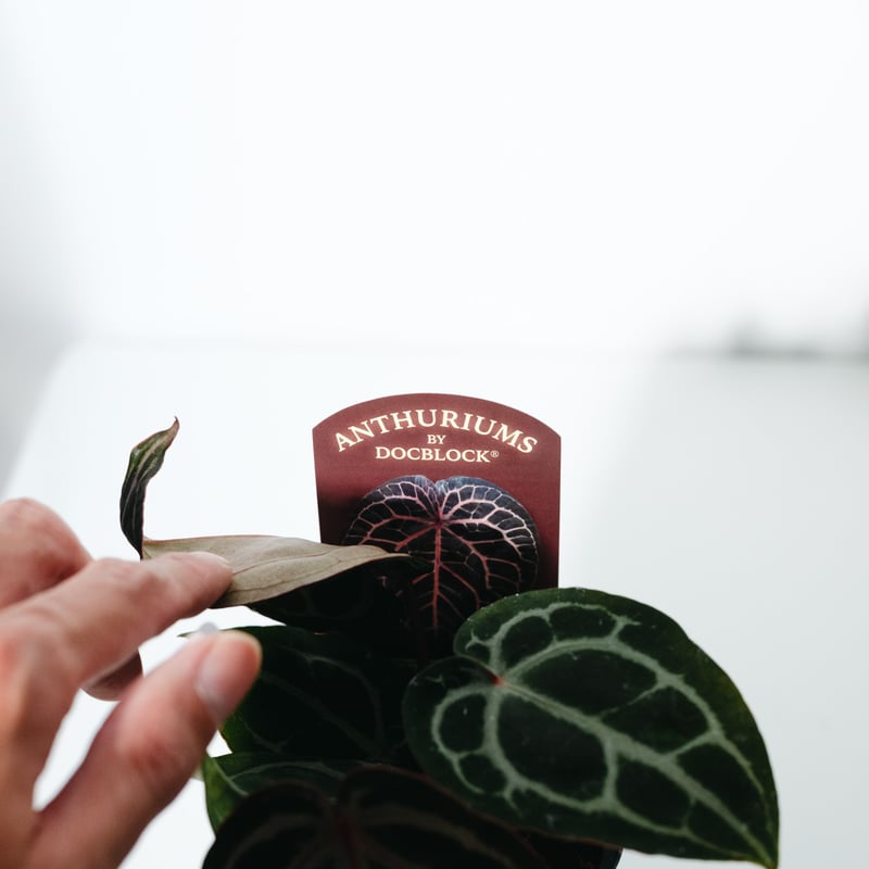 アンスリウム・ミシェル（Anthurium 'Michelle'） _250511A | ME