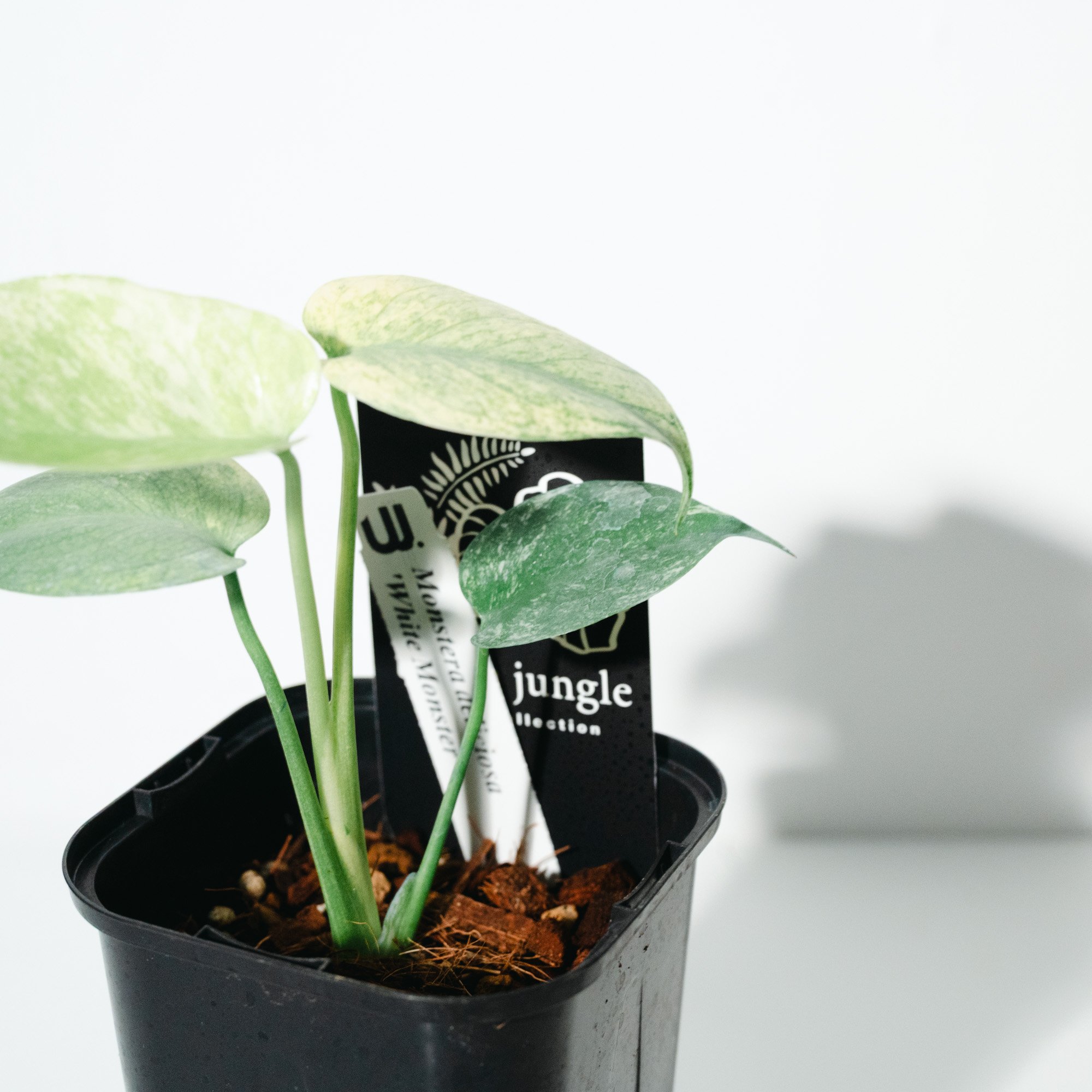 モンステラ・デリシオーサ・ホワイトモンスター（Monstera deliciosa