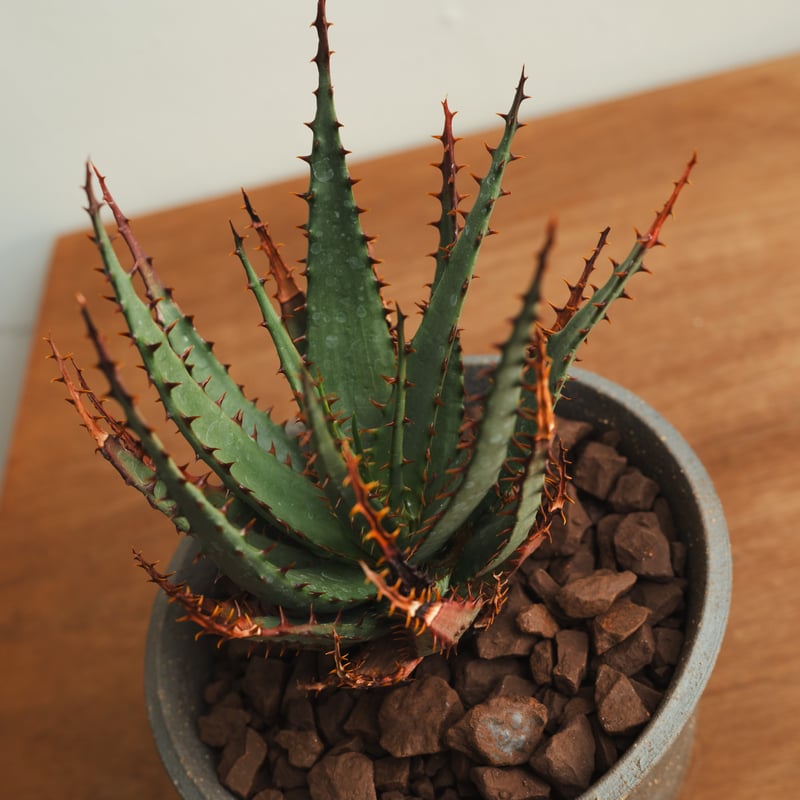 アロエ・ブローミー 実生 × 陶器鉢 | MERAKI