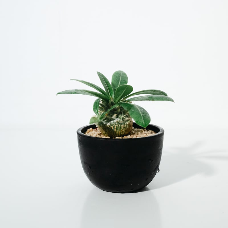 パキポディウム・恵比寿大黒（Pachypodium Densicaule ） 実生_25051