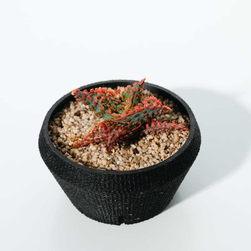アロエ・ハイブリッド（Aloe hybrid）_250511 | MERAKI