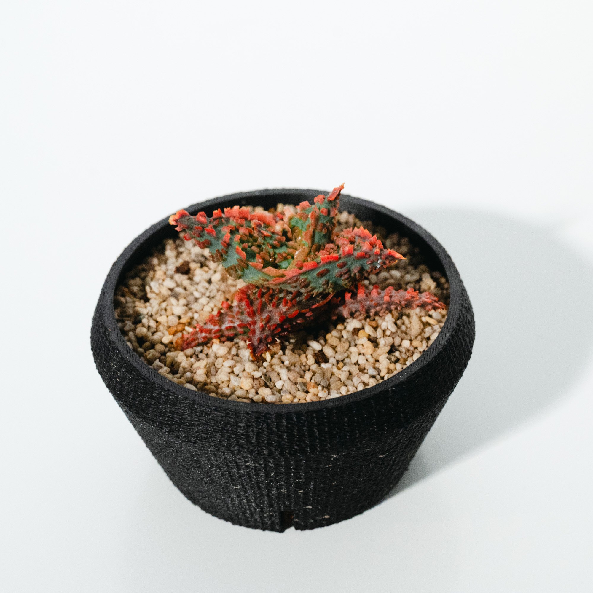 アロエ・ハイブリッド（Aloe hybrid）_250511 | MERAKI