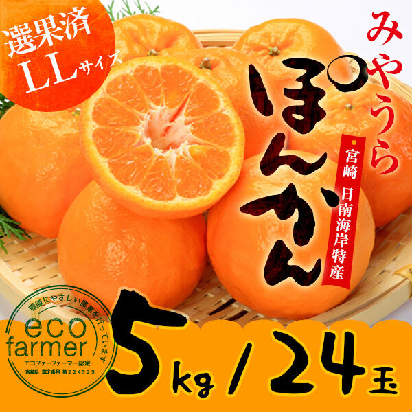 みやうらポンカン 5kg 24玉(LL)【予約 12/10～順次発送】 | 外山柑橘園