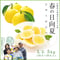 早期予約 日向夏L玉5kg(26玉~29玉)