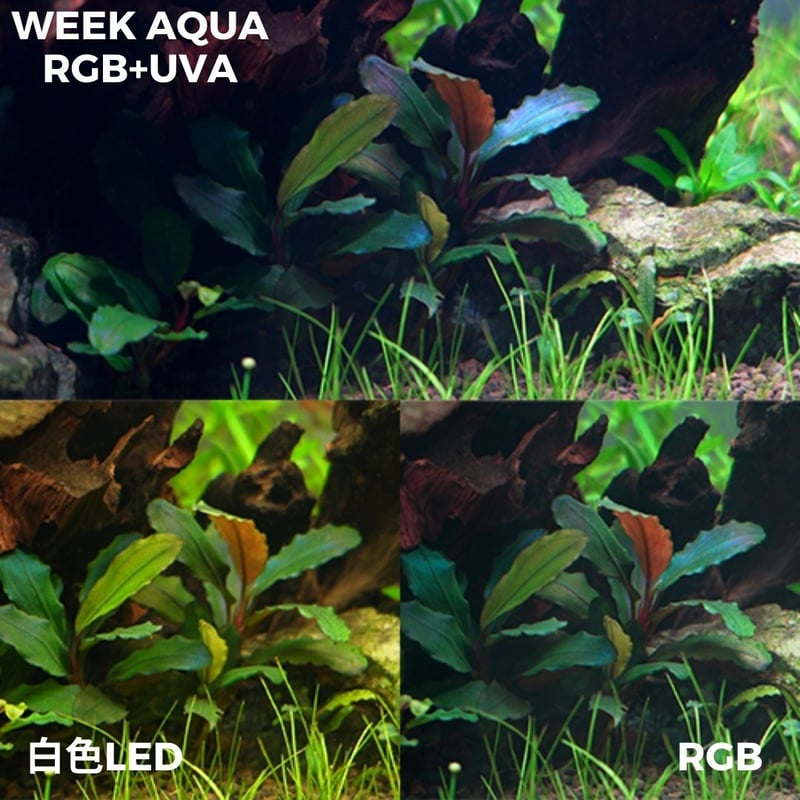 NEW AQUA FLARE UVA MINI 9 RGB（小型水槽用） | アクアリウム L