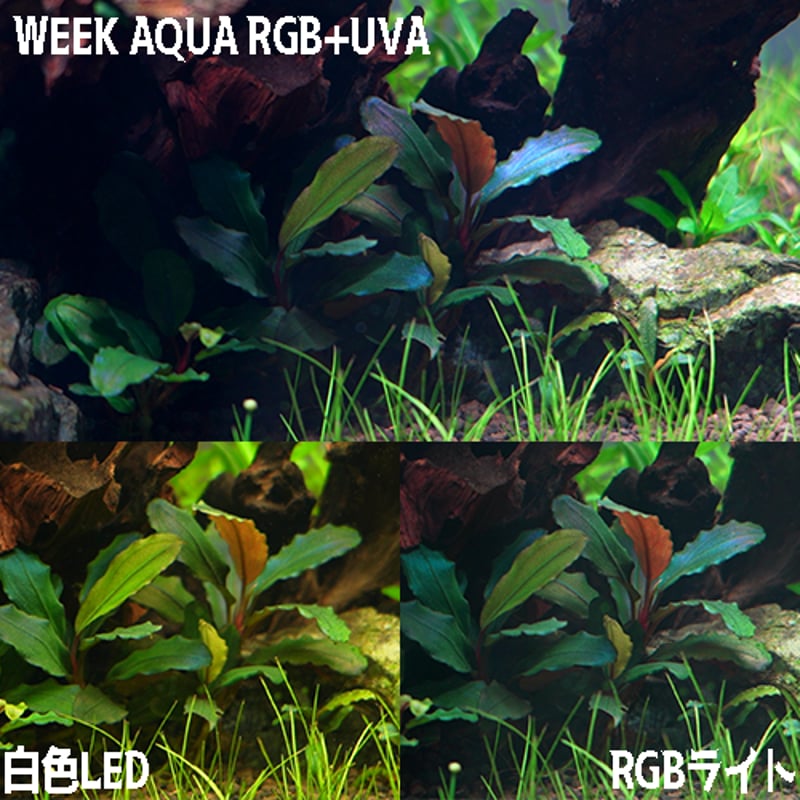 水草用　強光度調光機能付きLED　AQUA FLARE UVA P600 RGB