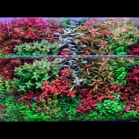 NEW AQUA FLARE UVA L900 RGB（旧版）
