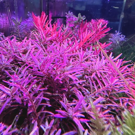 NEW AQUA FLARE UVA MINI 9 RGB（小型水槽用）