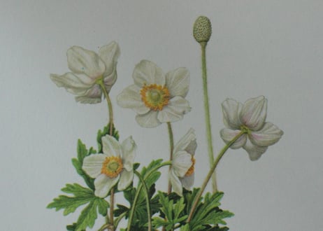 Erich Cramer・エリッククライマー植物画 ボタニカルアート/Flore d'Europe Tome 2/2