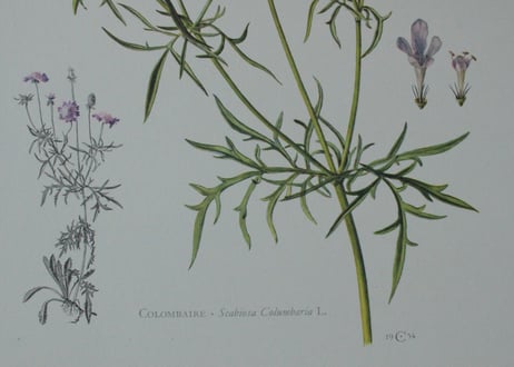 Erich Cramer・エリッククライマー植物画 ボタニカルアート/Flore d'Europe Tome 1/2