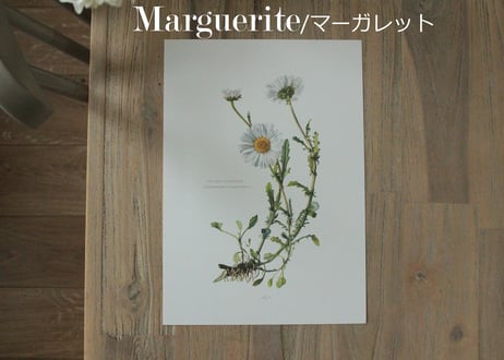 Erich Cramer・エリッククライマー植物画 ボタニカルアート/Flore d'Europe Tome 2/2