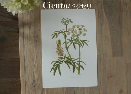 Erich Cramer・エリッククライマー植物画 ボタニカルアート/Flore d'Europe Tome 1/2