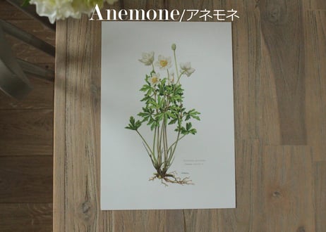 Erich Cramer・エリッククライマー植物画 ボタニカルアート/Flore d'Europe Tome 2/2