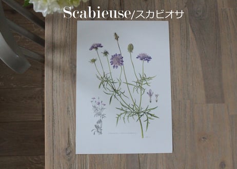 Erich Cramer・エリッククライマー植物画 ボタニカルアート/Flore d'Europe Tome 1/2